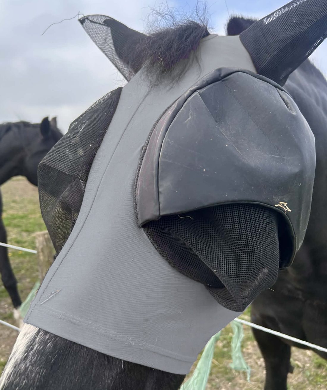 Hest med grå lycra-fluemaske og sort, fastsyet klap over venstre øje